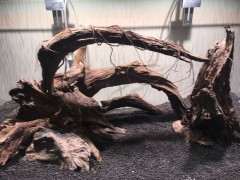 榕树下山桩不知道怎么加须根合适 图片