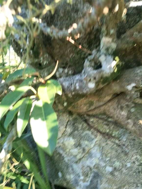 琴叶榕树下山桩 搞半天终于得手