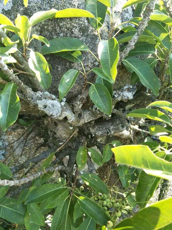 琴叶榕树下山桩 搞半天终于得手