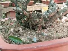 琴叶榕树下山桩 搞半天终于得手