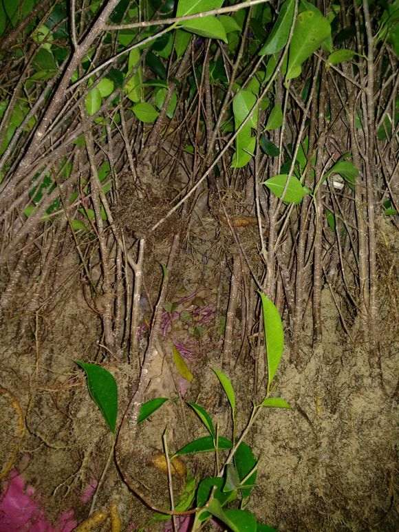 榕树下山桩养几年换盆最好 图片