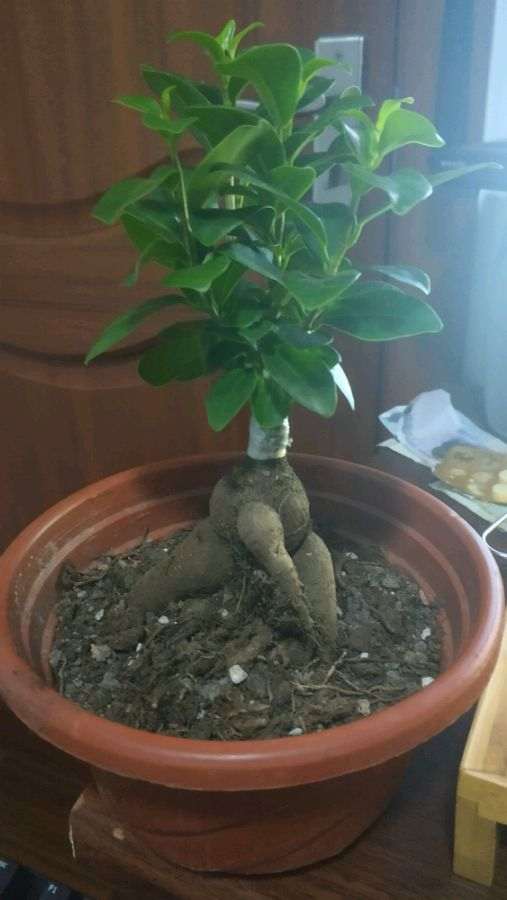 榕树下山桩养几年换盆最好 图片