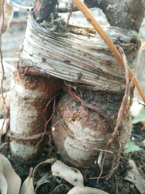 榕树下山桩冬天冻着了 请大家看看 图片