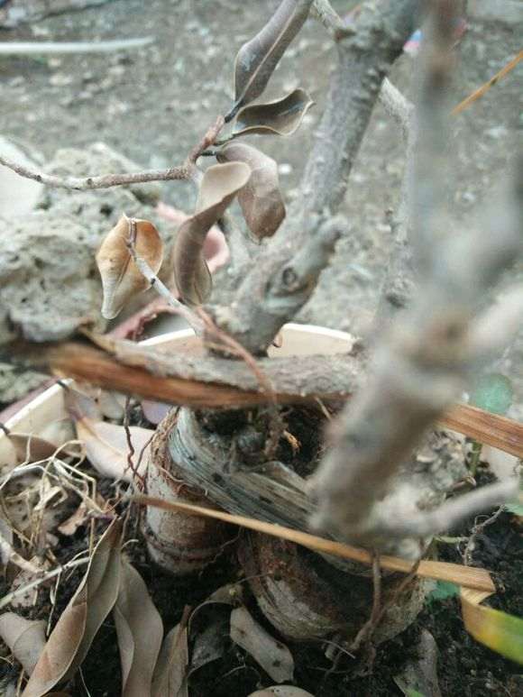 榕树下山桩冬天冻着了 请大家看看 图片