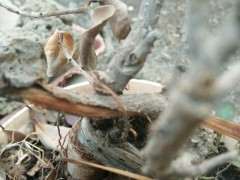 榕树下山桩冬天冻着了 请大家看看 图片