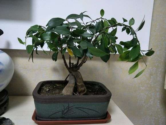 大家看看我的小榕树下山桩漂亮吗 图片