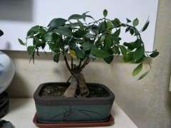 大家看看我的小榕树下山桩漂亮吗 图片