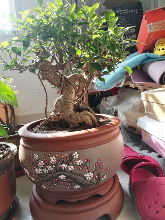 虎皮榕树下山桩可以吗 图片