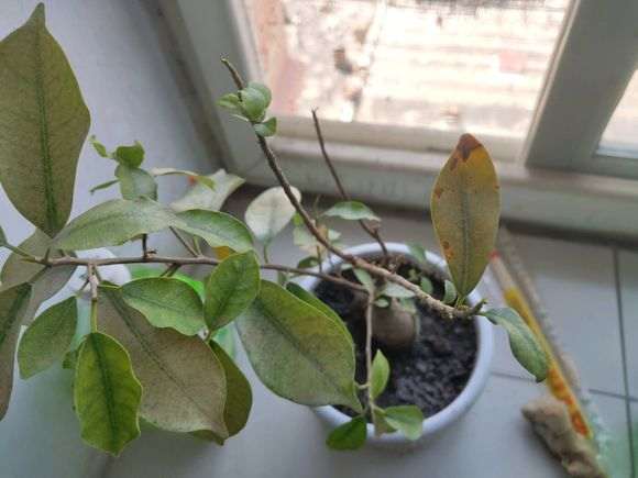 榕树下山桩长出来的新芽都枯萎了 怎么办