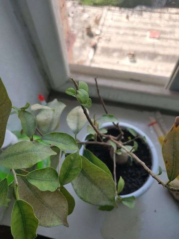 榕树下山桩长出来的新芽都枯萎了 怎么办