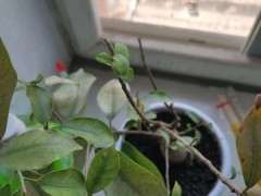 榕树下山桩长出来的新芽都枯萎了 怎么办