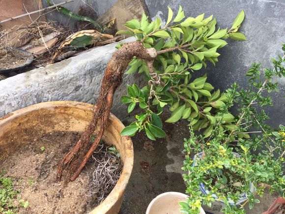 我设计的榕树下山桩造型图 可以吗 图片