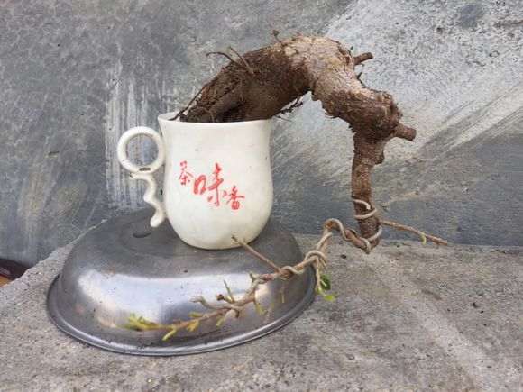 我设计的榕树下山桩造型图 可以吗 图片