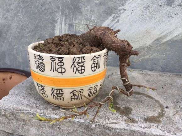 我设计的榕树下山桩造型图 可以吗 图片