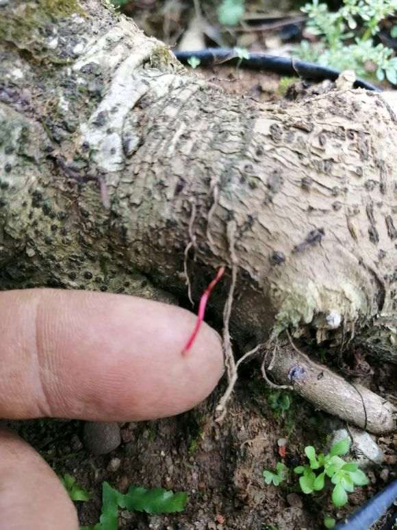 我的红榕树下山桩 结果终于长气根了 图片