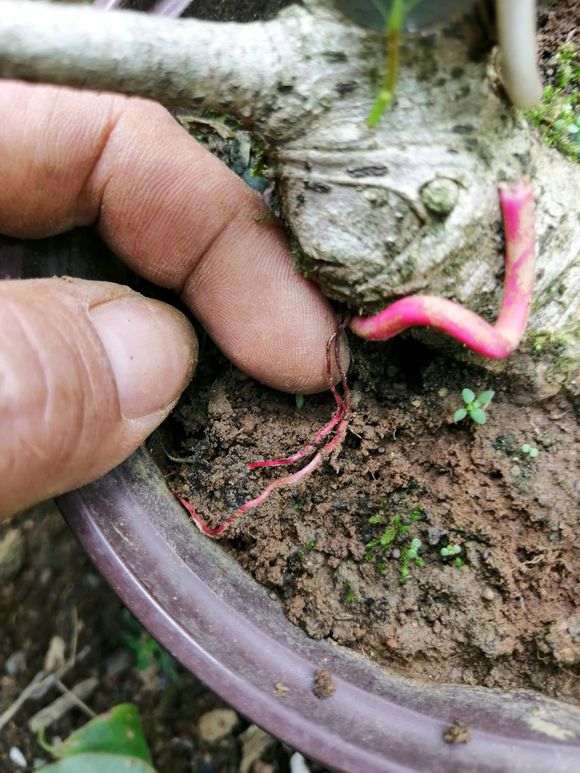 我的红榕树下山桩 结果终于长气根了 图片