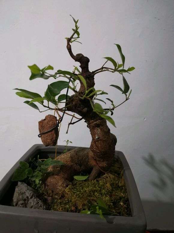 你的怎么看也不是白榕树下山桩 图片