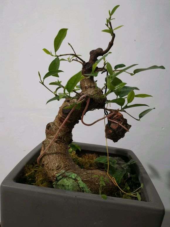 你的怎么看也不是白榕树下山桩 图片