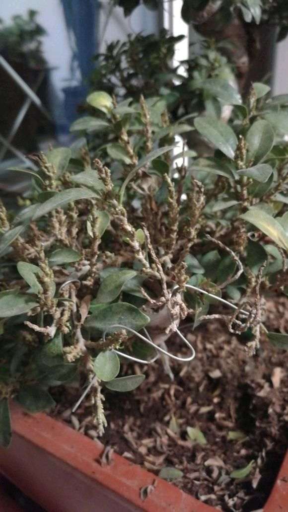 榕树下山桩开始频繁掉叶 怎么办 图片