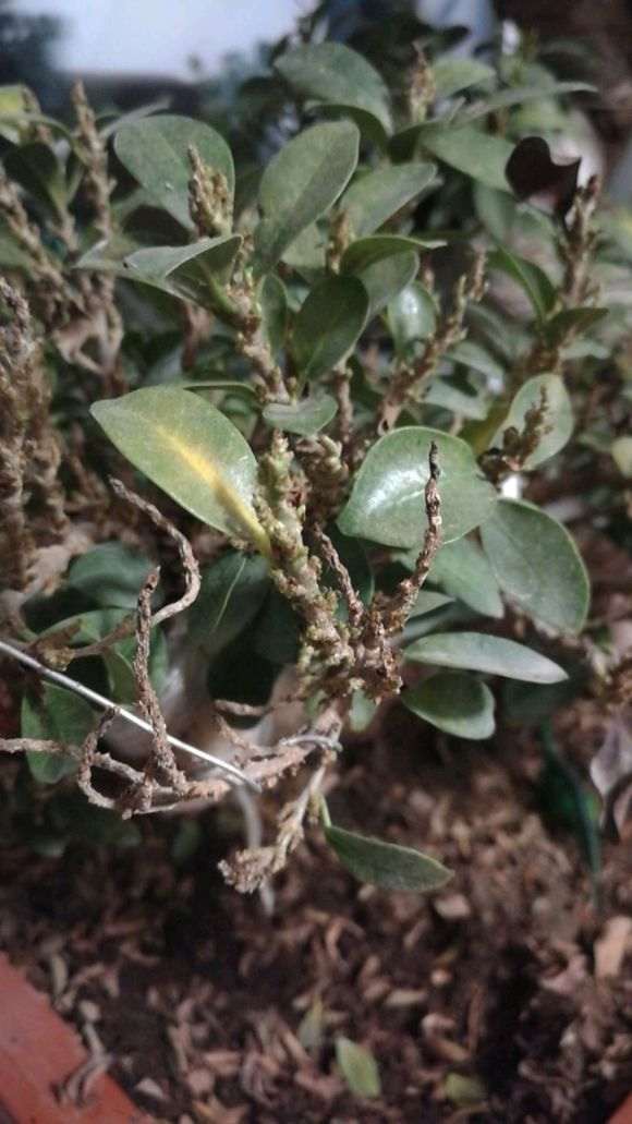 榕树下山桩开始频繁掉叶 怎么办 图片