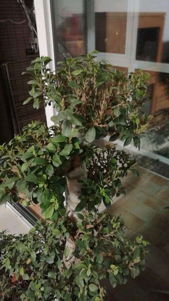 榕树下山桩开始频繁掉叶 怎么办 图片