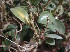 榕树下山桩开始频繁掉叶 怎么办 图片