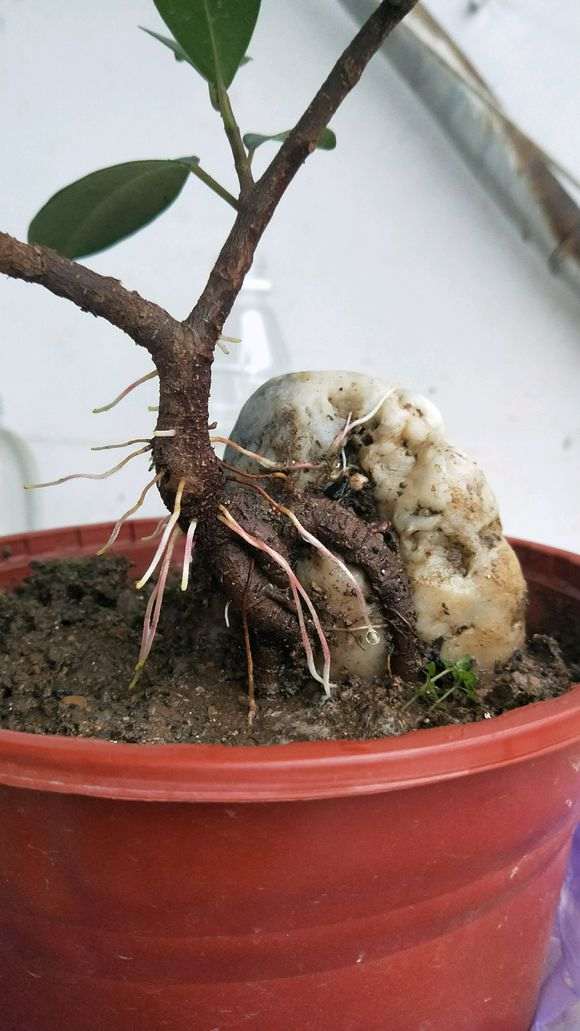 为什么鸟屎榕树下山桩很好养 图片