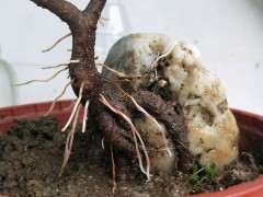 为什么鸟屎榕树下山桩很好养 图片