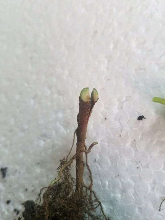 图解 剪掉一个榕树下山桩根 想嫁接一下