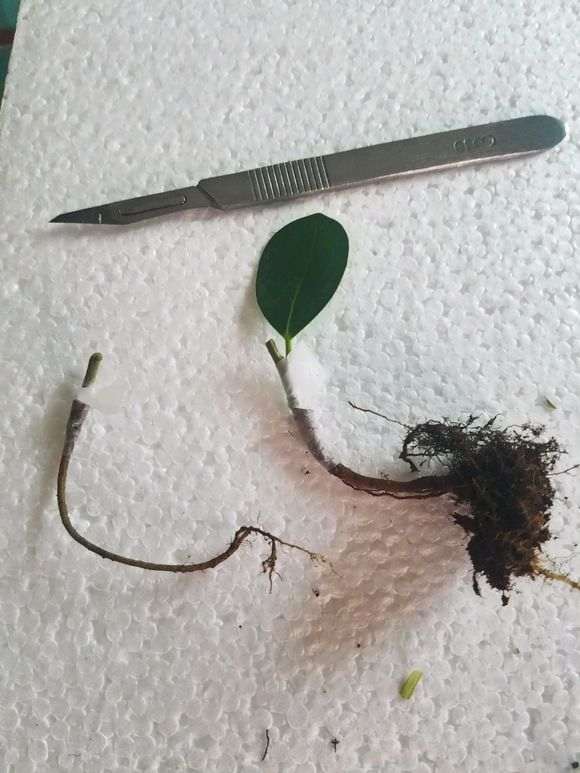 图解 剪掉一个榕树下山桩根 想嫁接一下