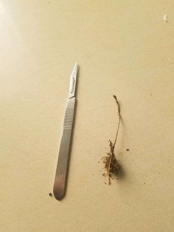 图解 剪掉一个榕树下山桩根 想嫁接一下