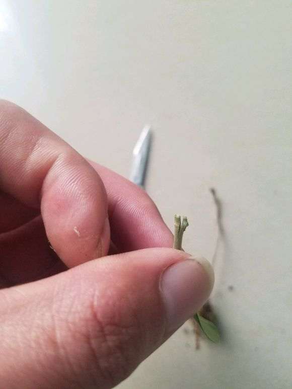 图解 剪掉一个榕树下山桩根 想嫁接一下