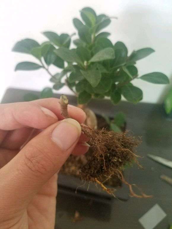 图解 剪掉一个榕树下山桩根 想嫁接一下