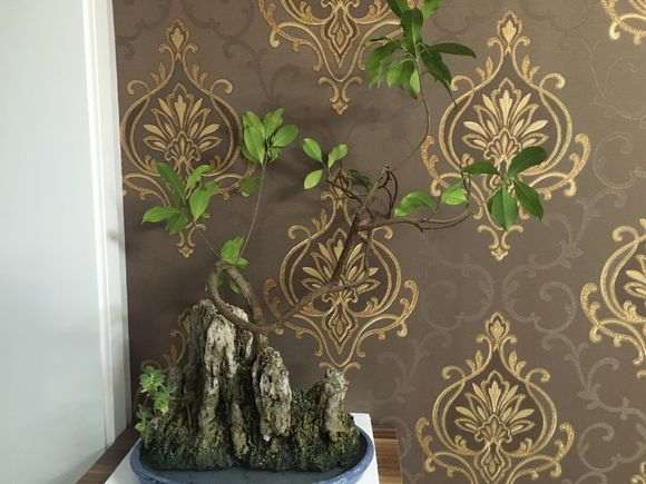 榕树下山桩盆景 如何修剪整形的方法