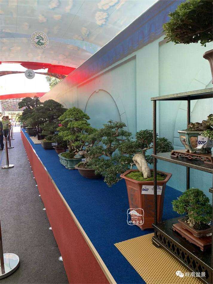 第15届亚太盆景赏石博览会在越南胡志明市举行