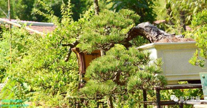 岭南盆景艺术大师  陈治辛