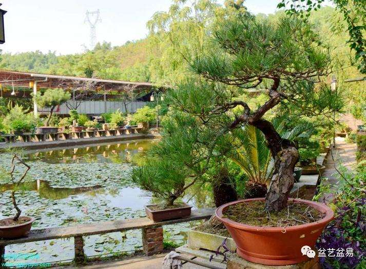 岭南盆景艺术大师  陈治辛