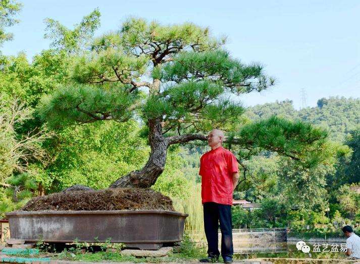 岭南盆景艺术大师  陈治辛