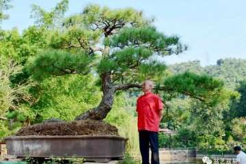 岭南盆景艺术大师  陈治辛