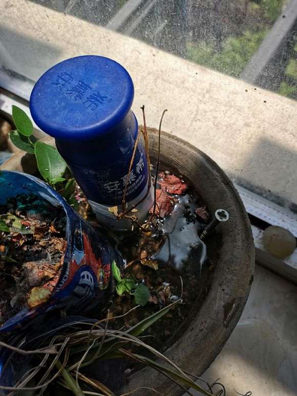 我是怎么倒栽榕树下山桩的