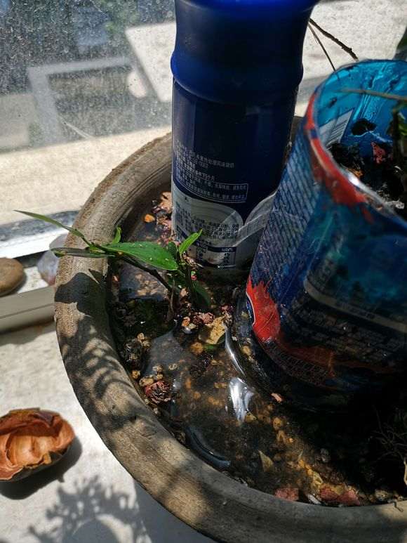 我是怎么倒栽榕树下山桩的