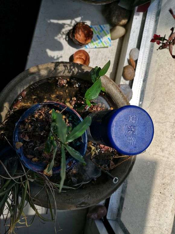 我是怎么倒栽榕树下山桩的