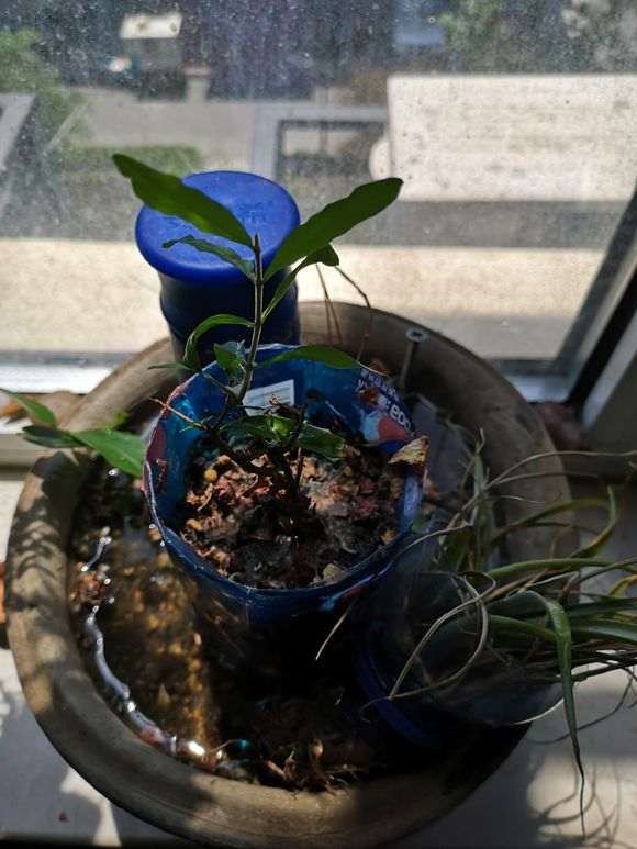 我是怎么倒栽榕树下山桩的