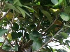 榕树下山桩叶子发黄是怎么回事 图片