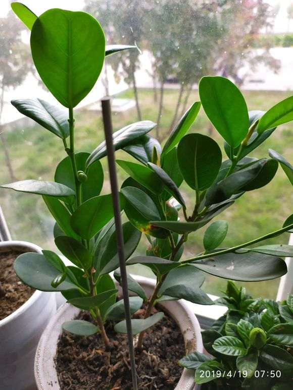 不知道榕树下山桩果子能不能吃啊