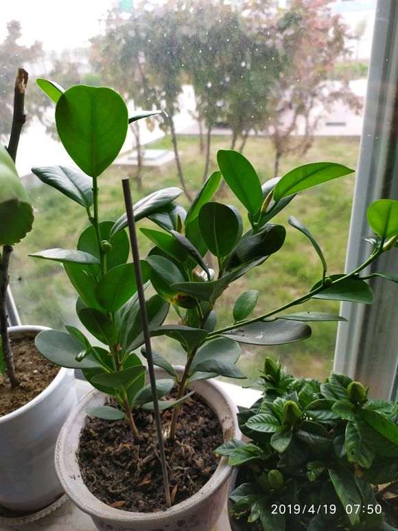 不知道榕树下山桩果子能不能吃啊