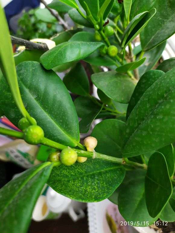 不知道榕树下山桩果子能不能吃啊