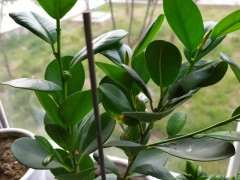 不知道榕树下山桩果子能不能吃啊 图片