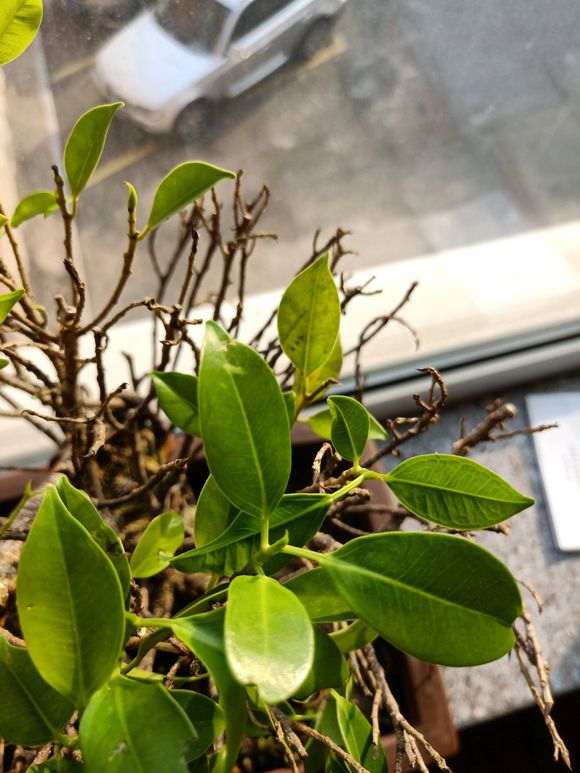 榕树下山桩买来叶子就枯萎了 怎么办 图片