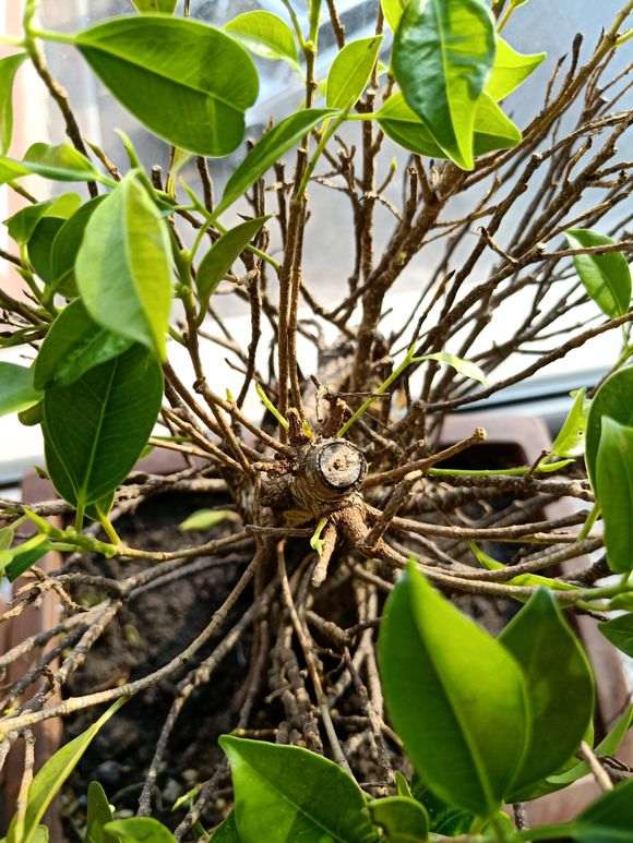 榕树下山桩买来叶子就枯萎了 怎么办 图片